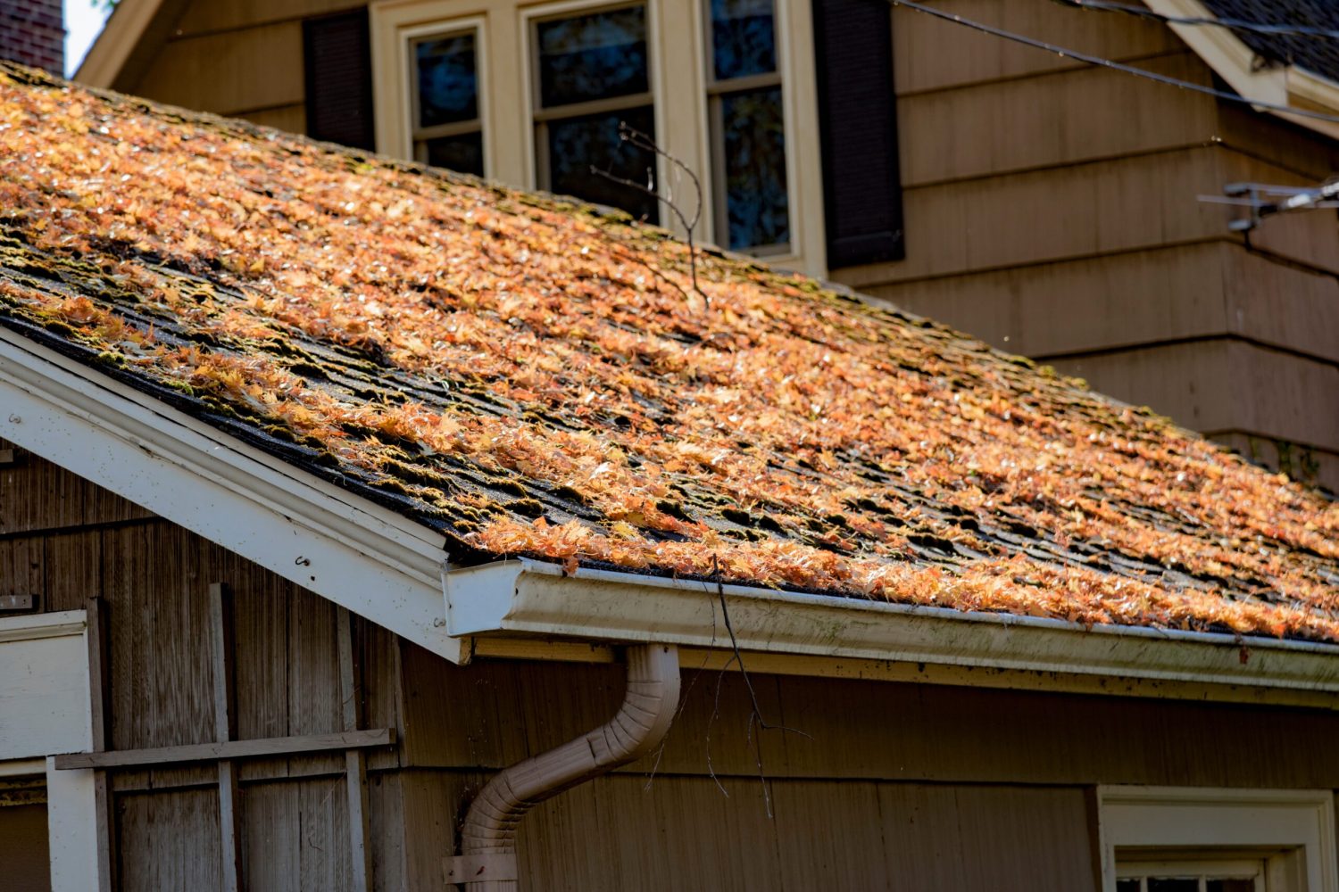 autumn-leaves-on-shingled-roof-with-rain-gutters-2023-11-27-05-16-41-utc