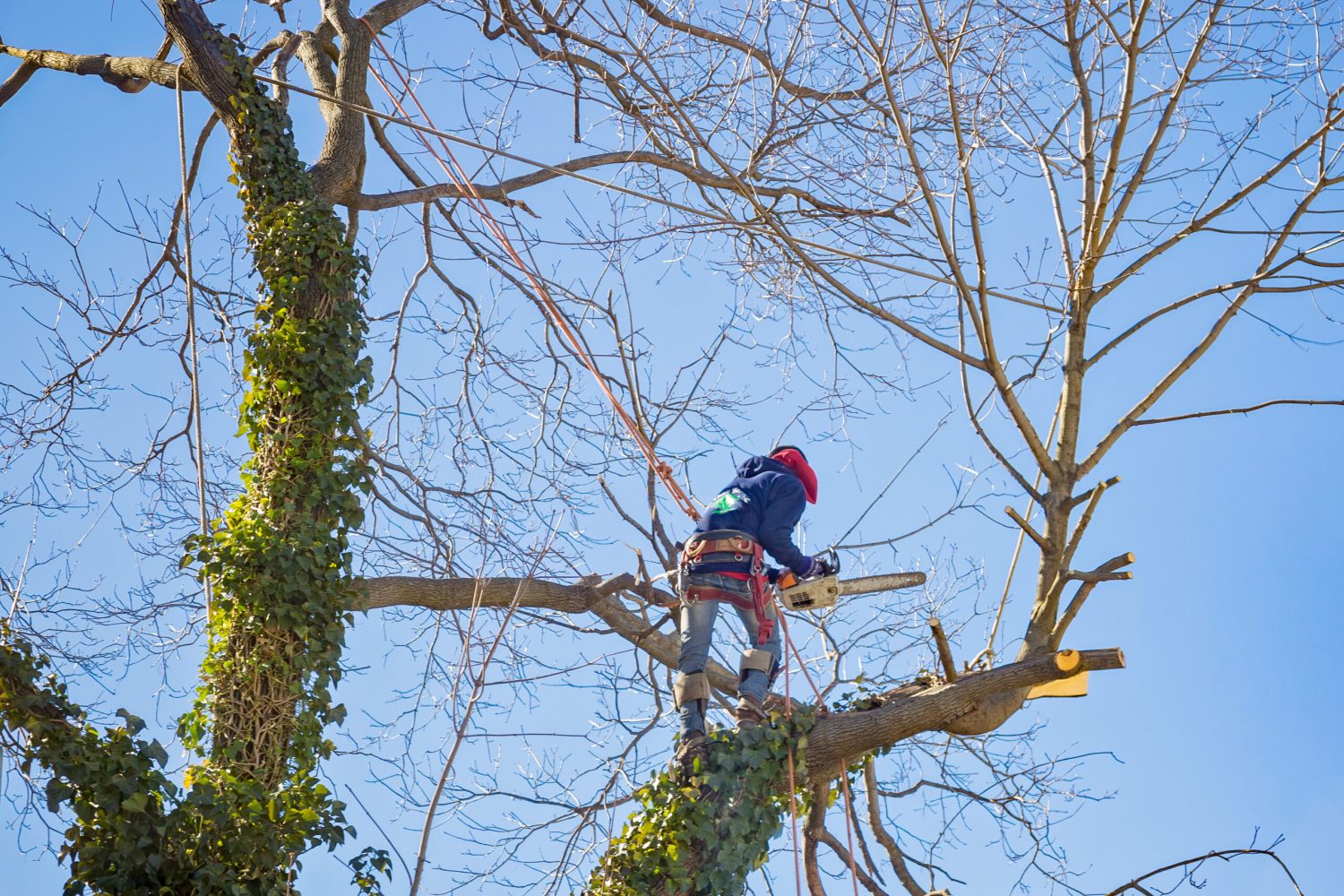 tree-service-worker-arborist-pruning-large-branche-2023-11-27-05-08-57-utc